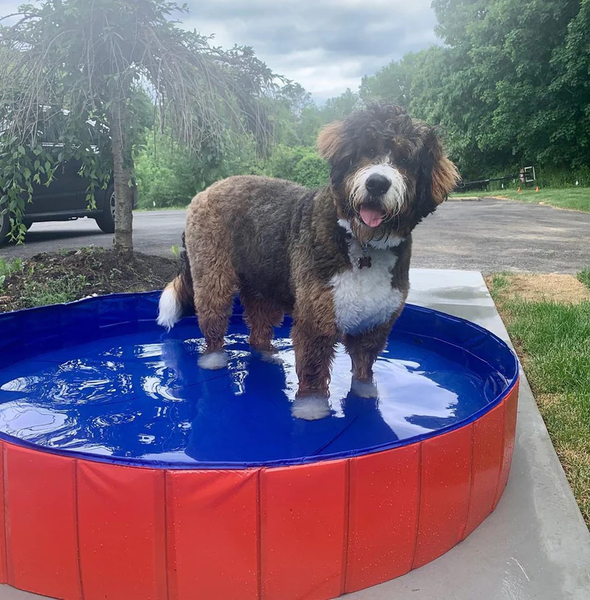 Foldable Dog Swimming Pool-Paw Pool