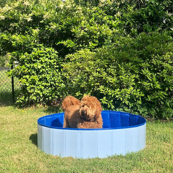 Foldable Dog Swimming Pool-Paw Pool