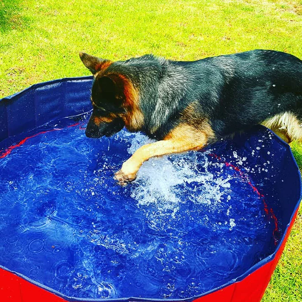 Foldable Dog Swimming Pool-Paw Pool