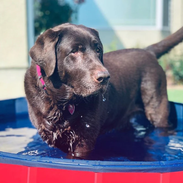 Foldable Dog Swimming Pool-Paw Pool